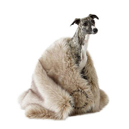 blanket-cat-dog-fur-labbvenn