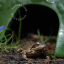 shelter-frog-toad-dolomite