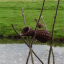 basket-duck-nesting