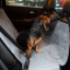 ceinture de sécurité pour chiens