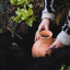 terra cotta irrigation pot olla