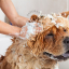 shampoing solide pour chien bio