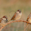 wooden sparrow flat