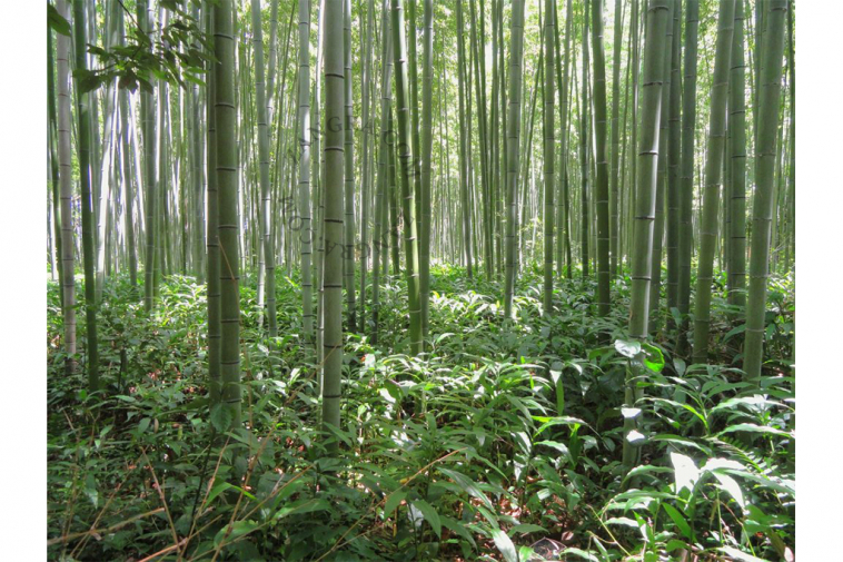 friendly-bamboo-eco-cheeky-panda-tissues