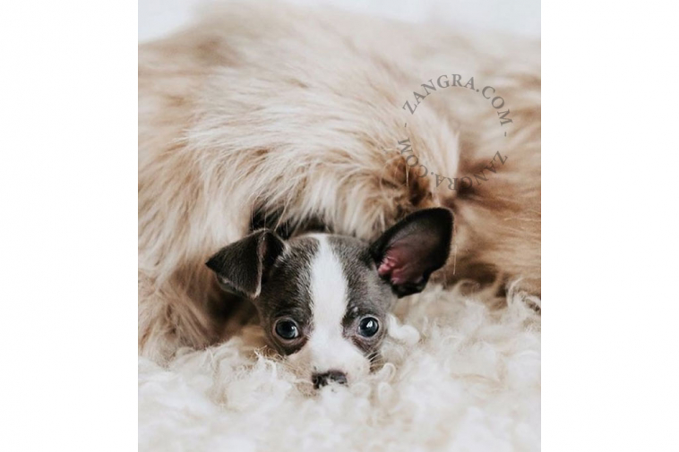 blanket-dog-cat-labbvenn-fur