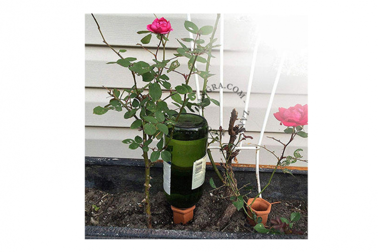 terra-cotta-watering-spike-plant-waterer-wine-bottle