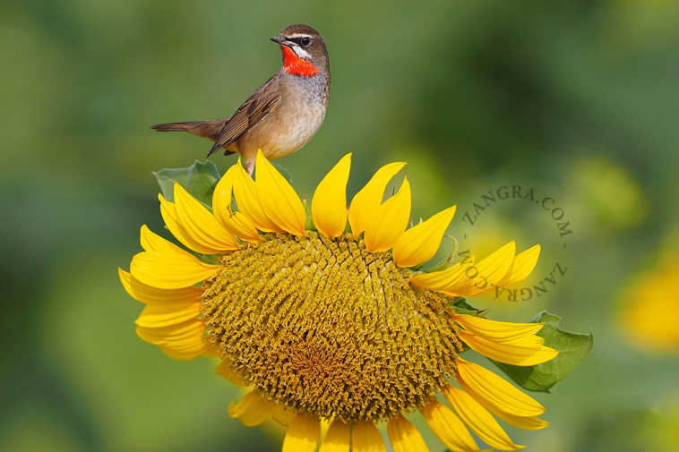 flowers that attract birds
