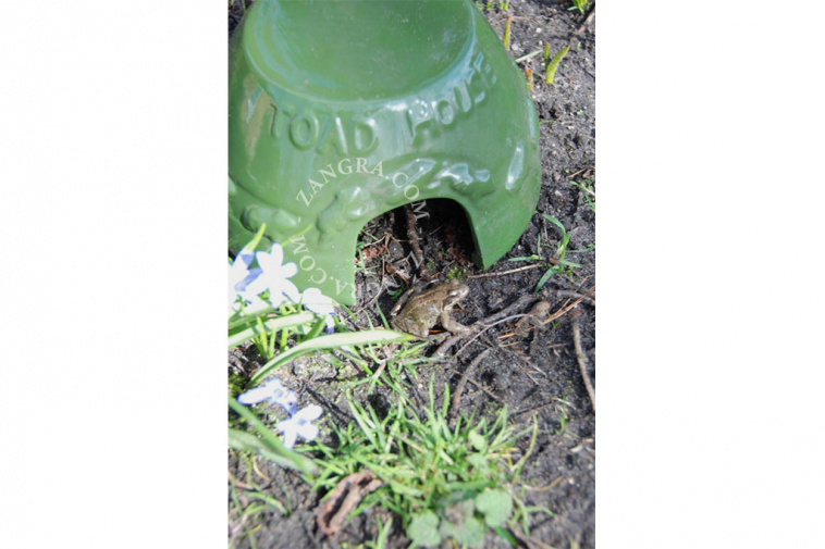 shelter-toad-frog-dolomite