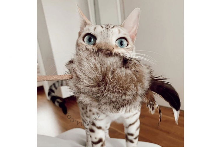 toy-cat-labbvenn-feather