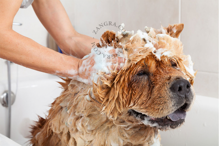 shampoing solide pour chien bio